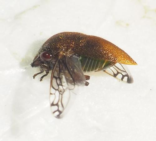Neotynelia sp.